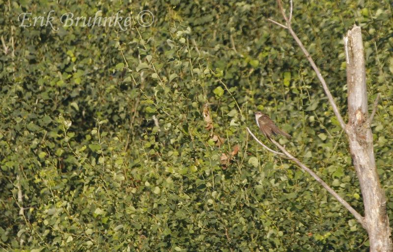 Black-billed Cuckoo