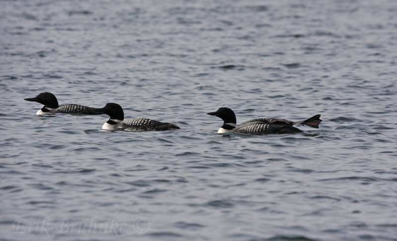 Common Loon Stretching