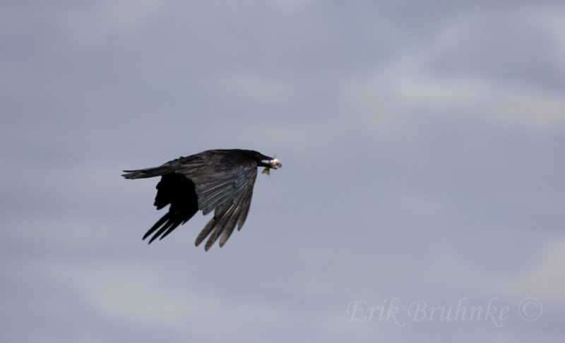 American Crow carrying fish