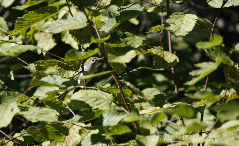 Chestnut-sided Warbler