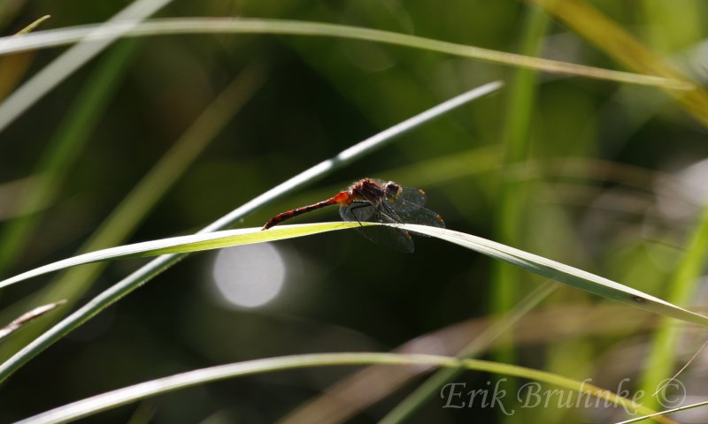 Beautiful red dragonfly