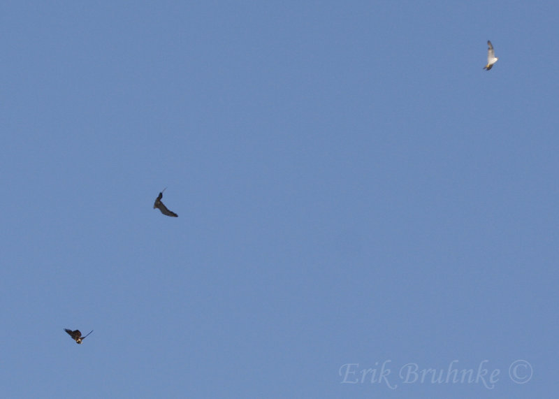 Peregrine Falcons by Canal Park... we might see these guys up at the ridge!