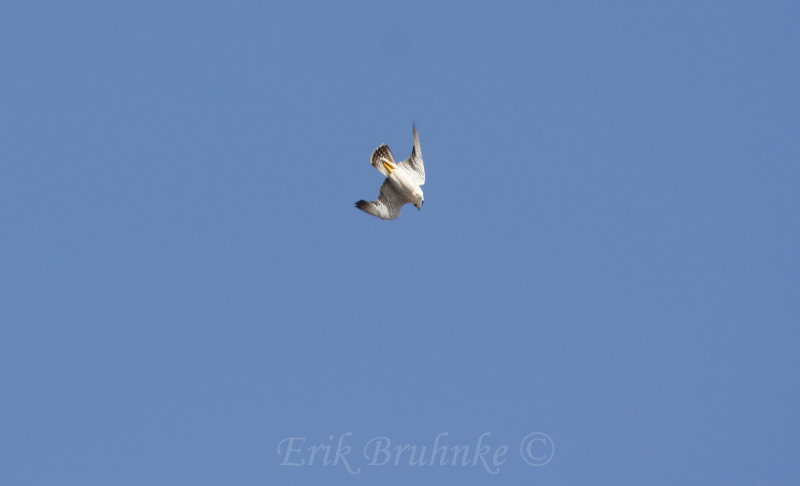 Adult Peregrine Falcon by Canal Park... we might see this guy up at the ridge!