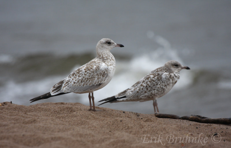 Ring-billed Gulls