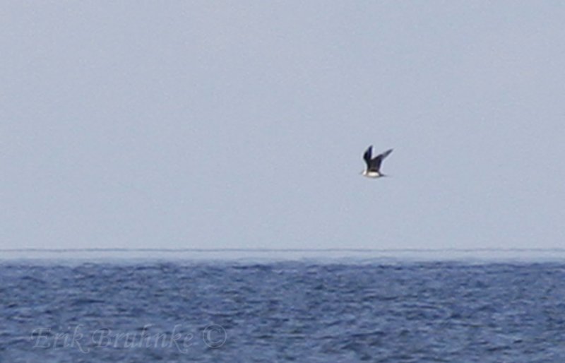 Parasitic Jaeger (adult, light morph)