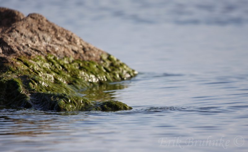 Algae, on the rocks