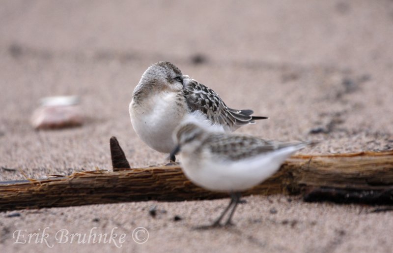 Its a Sanderling!