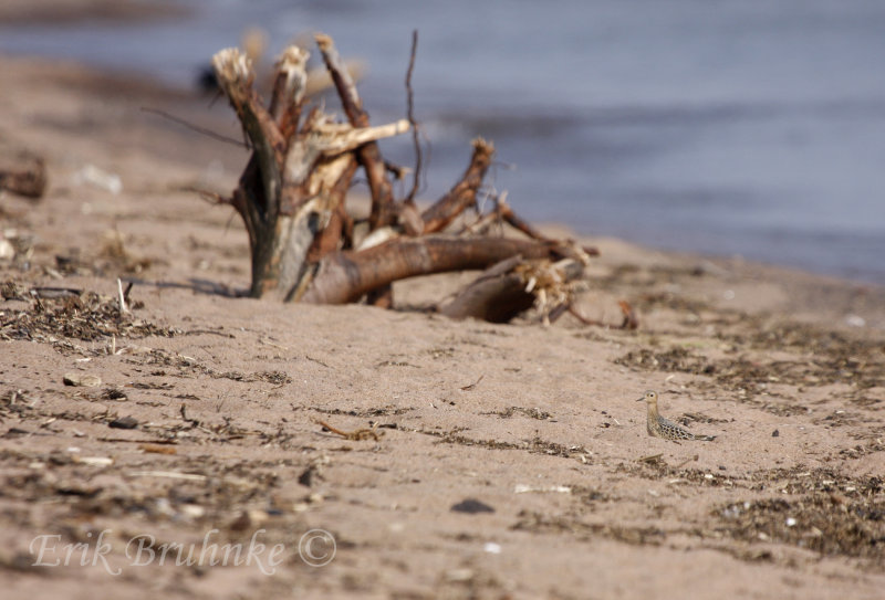 Can you find the Buff-breasted Sandpiper