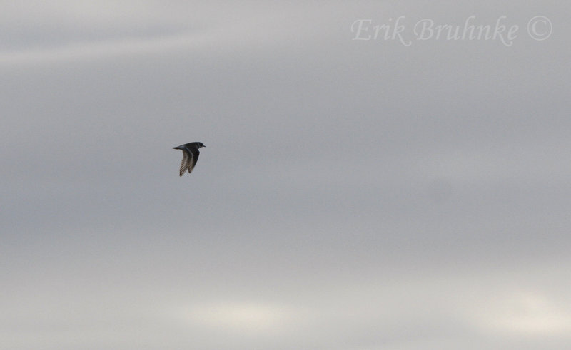 Semipalmated Plover