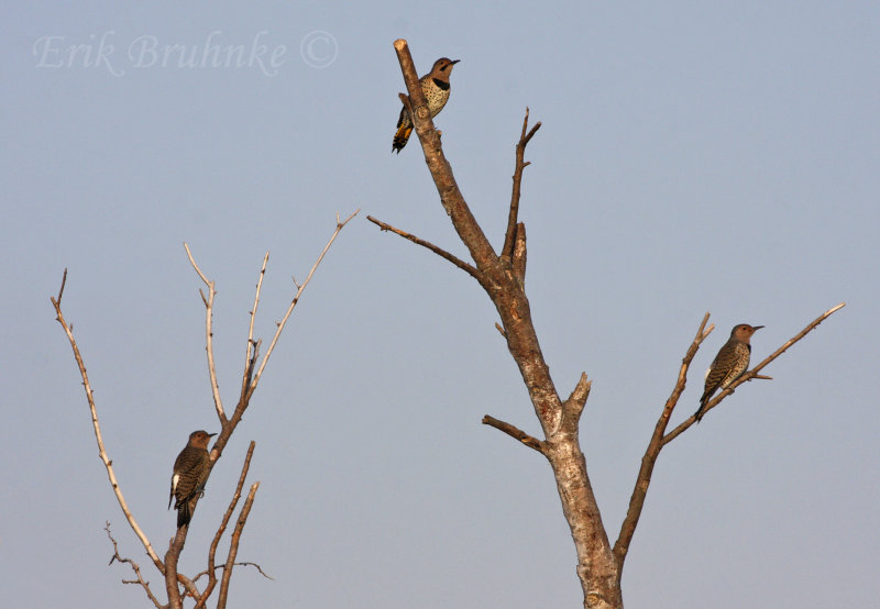 Northern Flickers