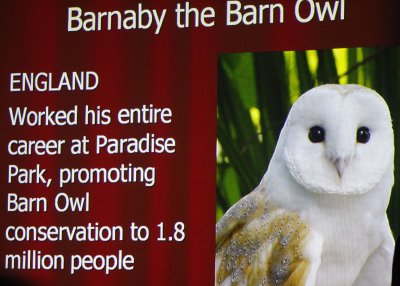Barnaby the owl respect.jpg