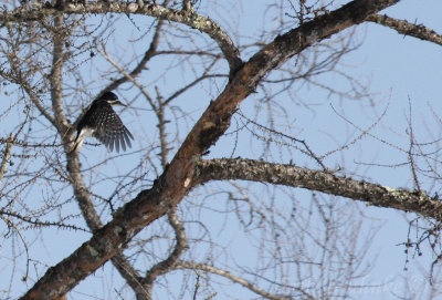 Black-backed Woodpecker (female) in flight