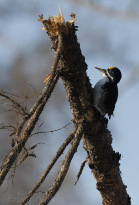Black-backed Woodpecker (male) on branch
