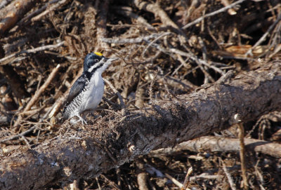 Black-backed Woodpecker (male)