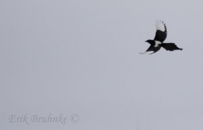 Black-billed Magpie flight