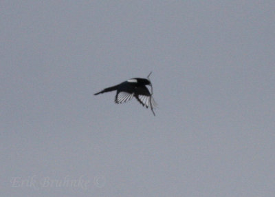 Black-billed Magpie nesting material