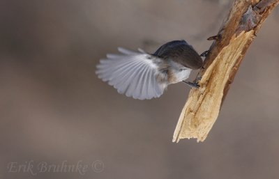 Boreal Chickadee - talk to the wing!
