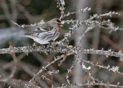 Common Redpoll