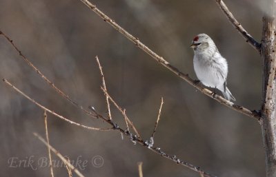 Hoary Redpoll