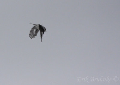 Northern Shrike in flight