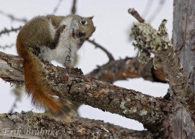 Red Squirrel with an itch