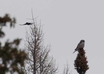 Black-backed Woodpecker flying behind a Northern Hawk OWl
