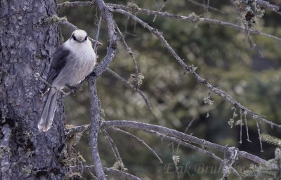 Gray Jay