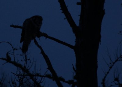 Northern Hawk Owl (notice mouse legs and tail, silouetted below the owl's belly)