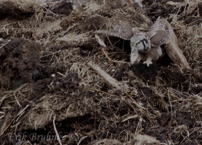 Northern Hawk Owl eating a Red-Backed Vole!!
