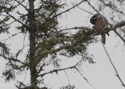 Northern Hawk Owl with a little itch