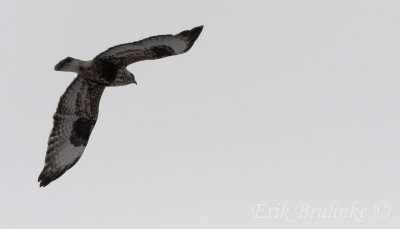Rough-legged Hawk