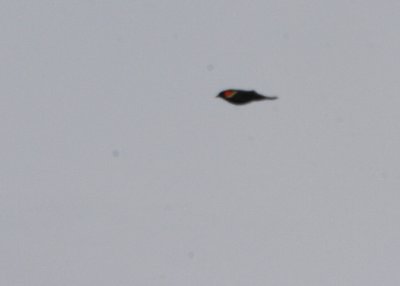First Red-winged Blackbird of the year (for me)