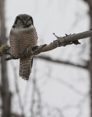 Northern Hawk Owl