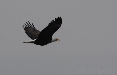 Bald Eagle, migrating with an open mouth