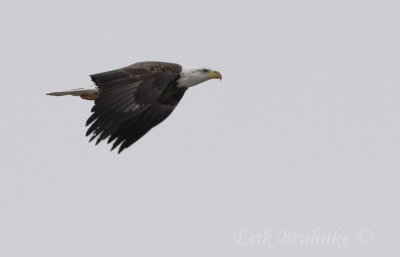 Bald Eagle sprinting through the air