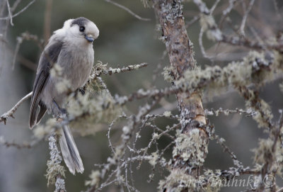 Gray Jay looking as cute as ever!