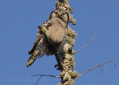 Northern Hawk Owl, keeping watch