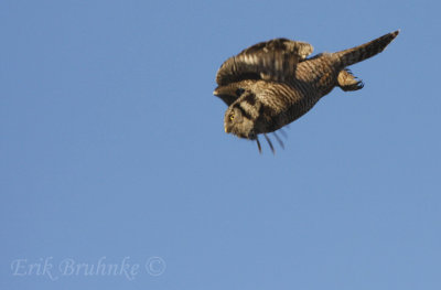Northern Hawk Owl diving down!!