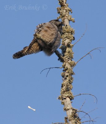 Northern Hawk Owl, lightening the load