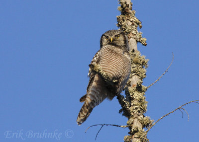 Northern Hawk Owl, just taking it easy :)