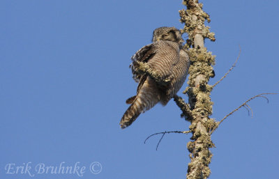 The hawk owls, like all birds, need to keep their feathers tidy and in order