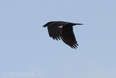 Common Raven with partially-white secondaries