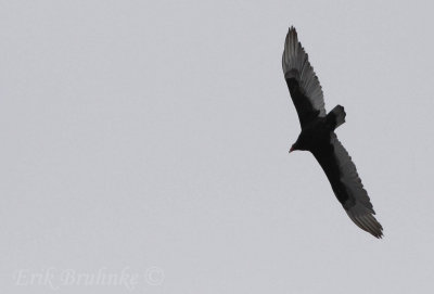 Turkey Vulture - the first one I've seen this year (photographed in the bog)