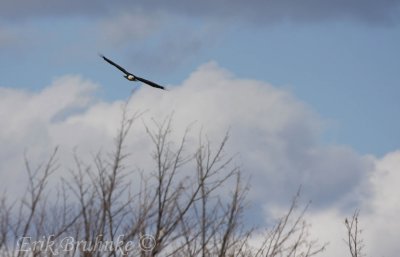 Adult Bald Eagle soaring