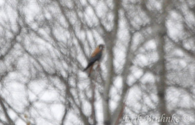 American Kestrel (photographed through open-window heat)