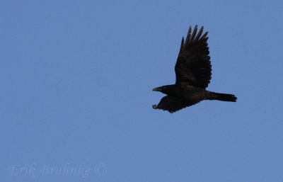 Common Raven