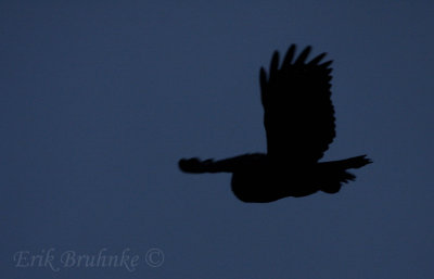 Great Gray Owl