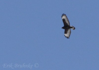 Dark morph Rough-legged Hawk