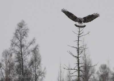 Adult male Rough-legged Hawk landing!