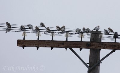 Snow Buntings